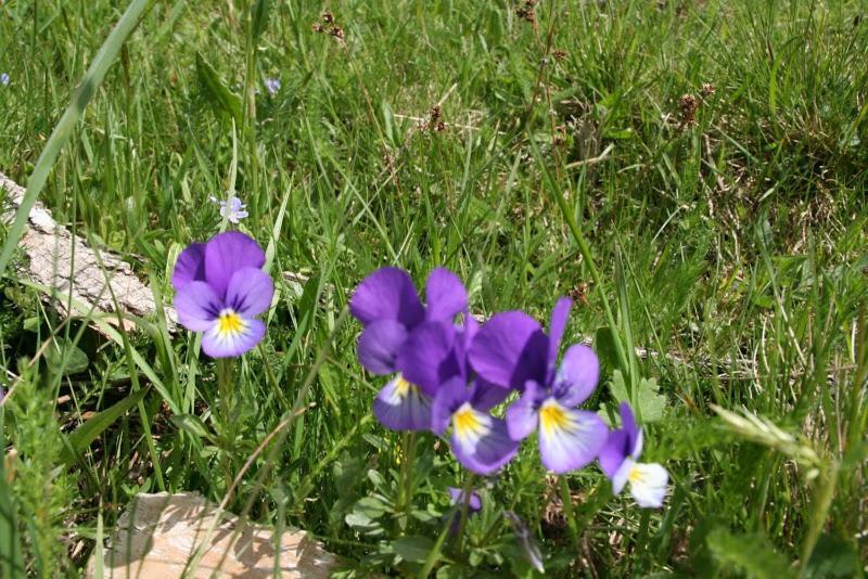 Hotel Le Relais Du Coustoubi Campouriez Dış mekan fotoğraf